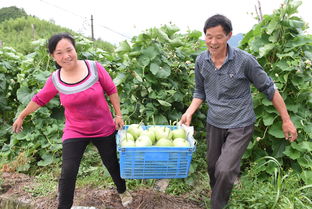 農(nóng)副產(chǎn)品合作社 打通產(chǎn)銷(xiāo)鏈條，繪就鄉(xiāng)村共富新畫(huà)卷